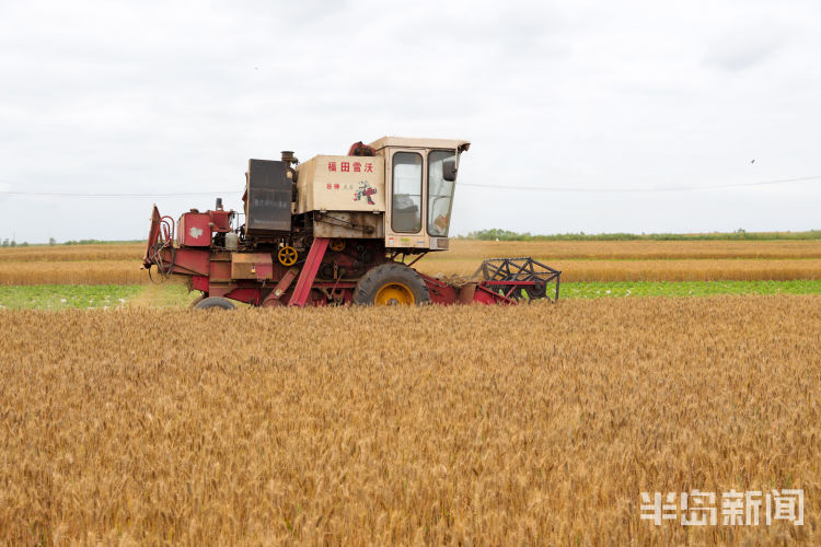 麦浪即墨区金口镇青山北村：麦浪翻空沃野黄