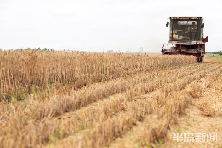 麦浪即墨区金口镇青山北村：麦浪翻空沃野黄