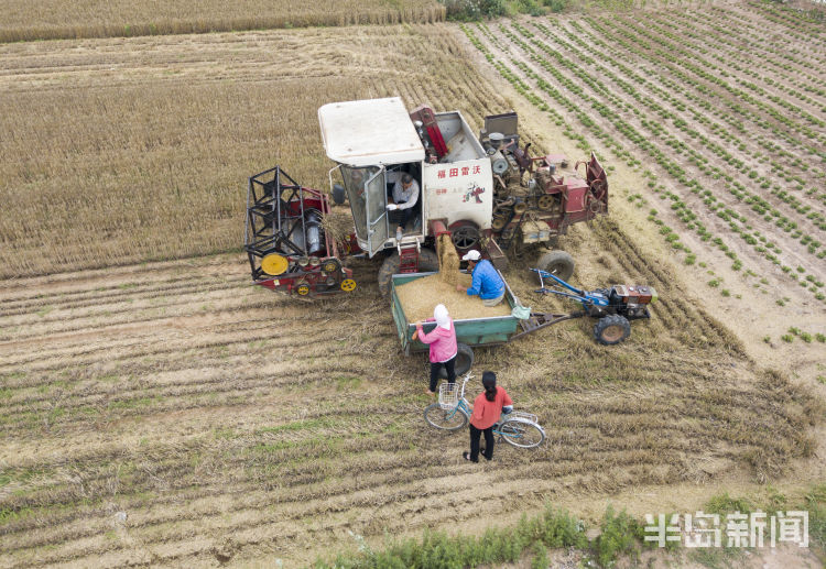 麦浪即墨区金口镇青山北村：麦浪翻空沃野黄