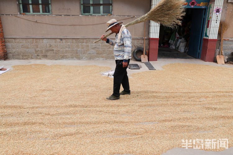 麦浪即墨区金口镇青山北村：麦浪翻空沃野黄