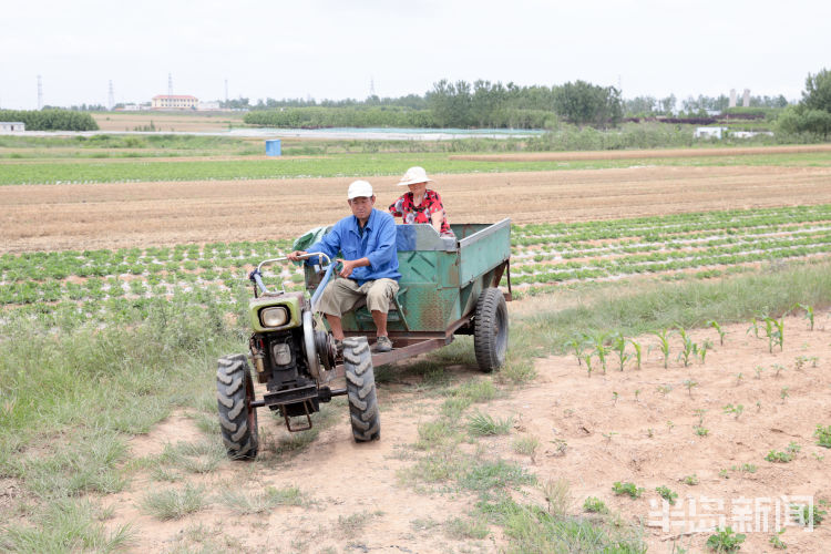 麦浪即墨区金口镇青山北村：麦浪翻空沃野黄