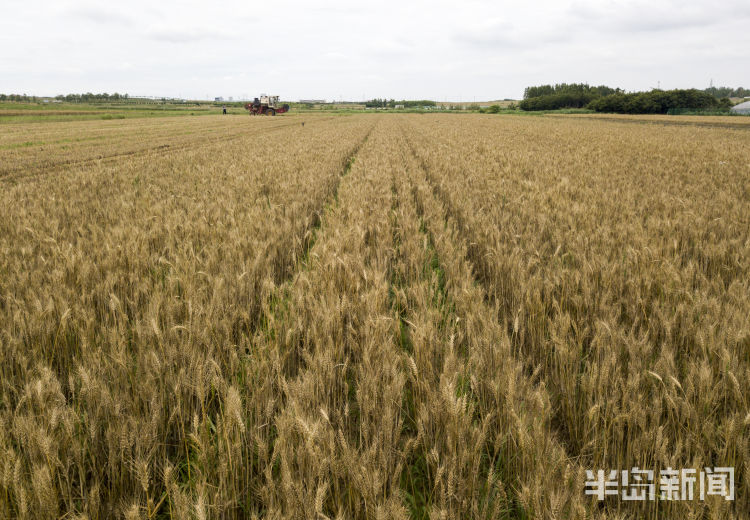 麦浪即墨区金口镇青山北村：麦浪翻空沃野黄