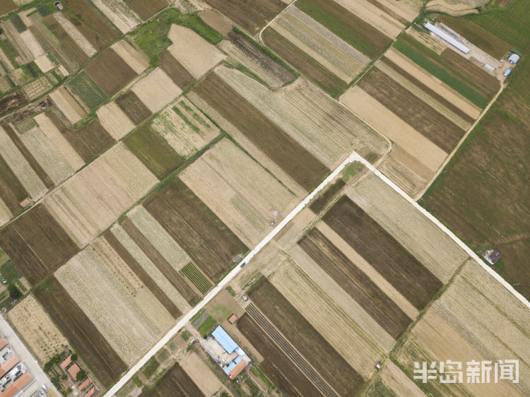 麦浪即墨区金口镇青山北村：麦浪翻空沃野黄