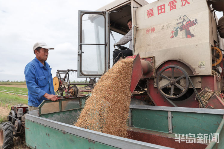 粒粒皆辛苦即墨莱西：又到小麦收获季节 金黄麦田里联合收割机已开镰