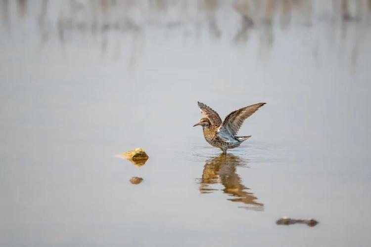 科普活动青岛：“湿地观鸟”科普活动收获颇丰 濒危鸟类现身大沽河口