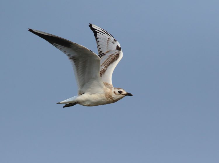 科普活动青岛：“湿地观鸟”科普活动收获颇丰 濒危鸟类现身大沽河口