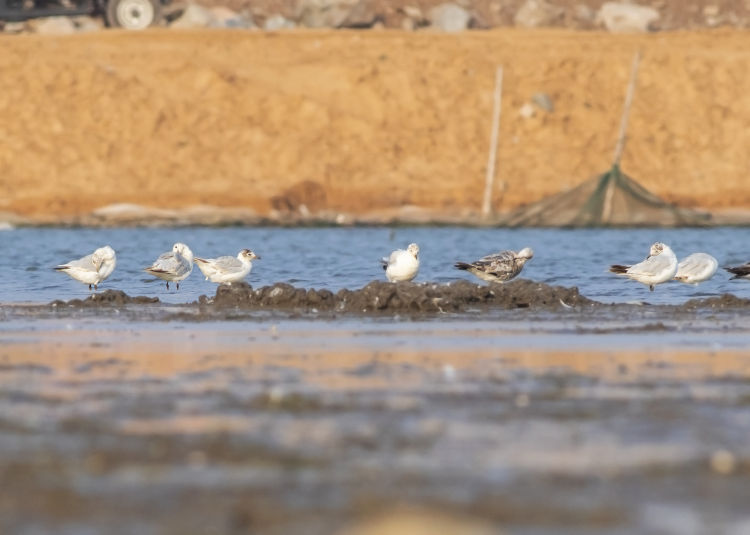 科普活动青岛：“湿地观鸟”科普活动收获颇丰 濒危鸟类现身大沽河口