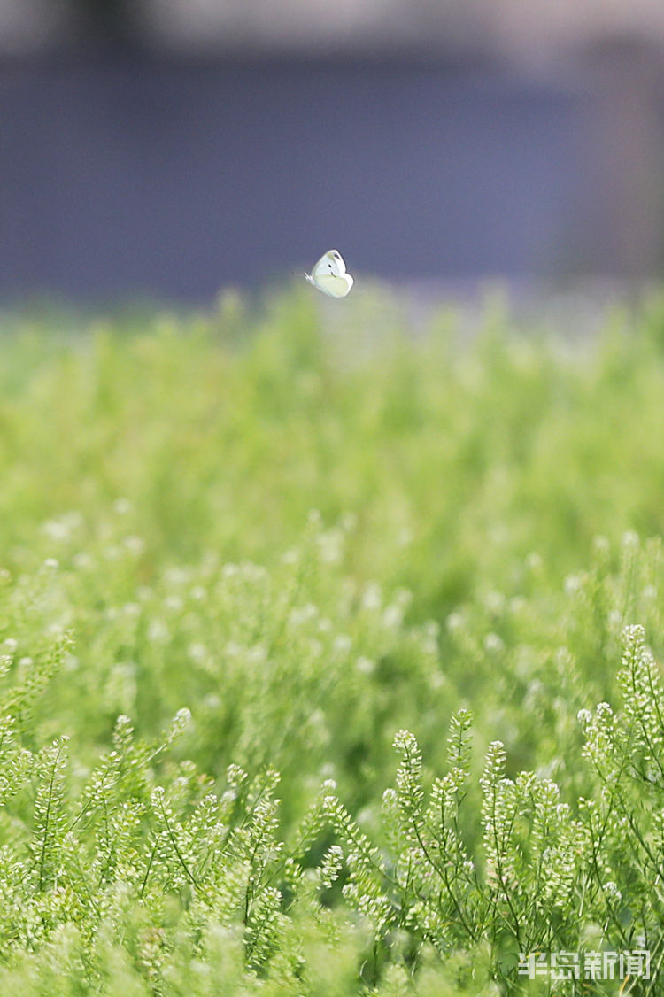 粉蝶青岛市双山附近一片野草地中粉蝶纷飞