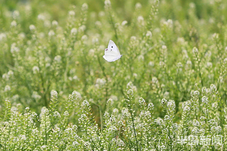 粉蝶青岛市双山附近一片野草地中粉蝶纷飞