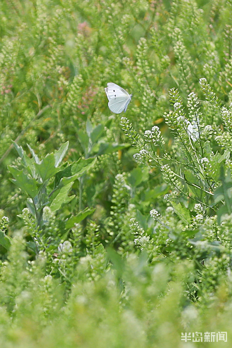 粉蝶青岛市双山附近一片野草地中粉蝶纷飞