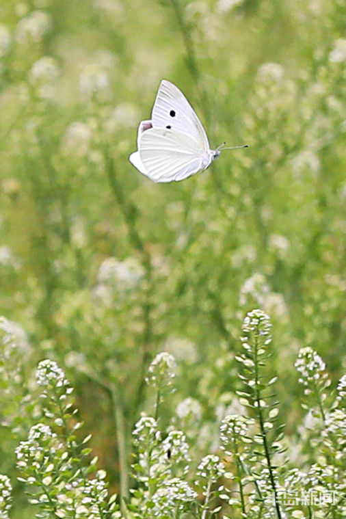 粉蝶青岛市双山附近一片野草地中粉蝶纷飞