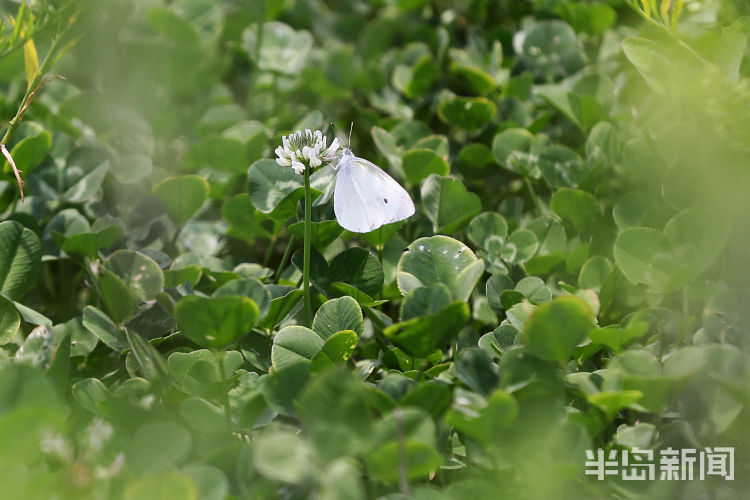 粉蝶青岛市双山附近一片野草地中粉蝶纷飞