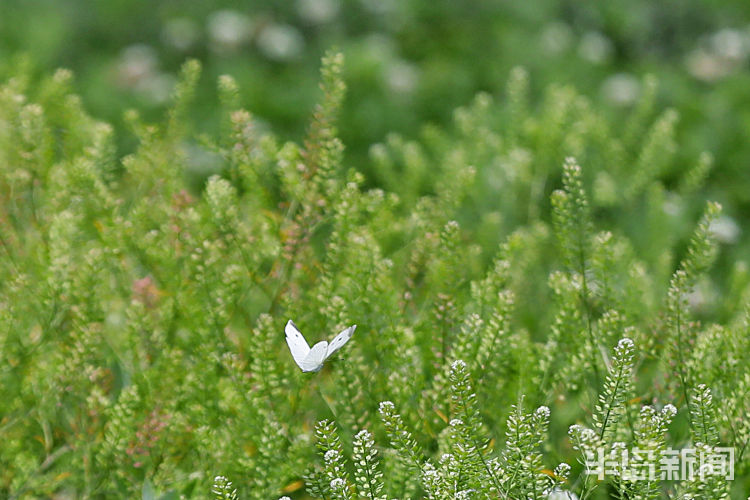 粉蝶青岛市双山附近一片野草地中粉蝶纷飞