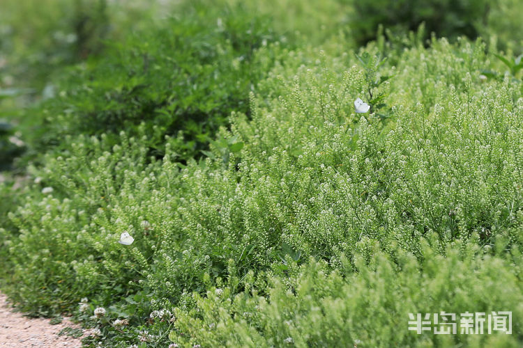 粉蝶青岛市双山附近一片野草地中粉蝶纷飞