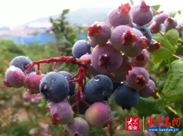 蓝莓2020崂山蓝莓采摘节致敬逆行者 免费送门票