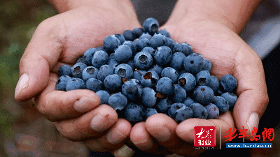 蓝莓2020崂山蓝莓采摘节致敬逆行者 免费送门票