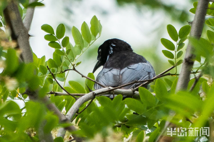 候鸟青岛候鸟传⑩丨耍诡计欺骗别的动物 为啥冠发卷尾还总能被原谅