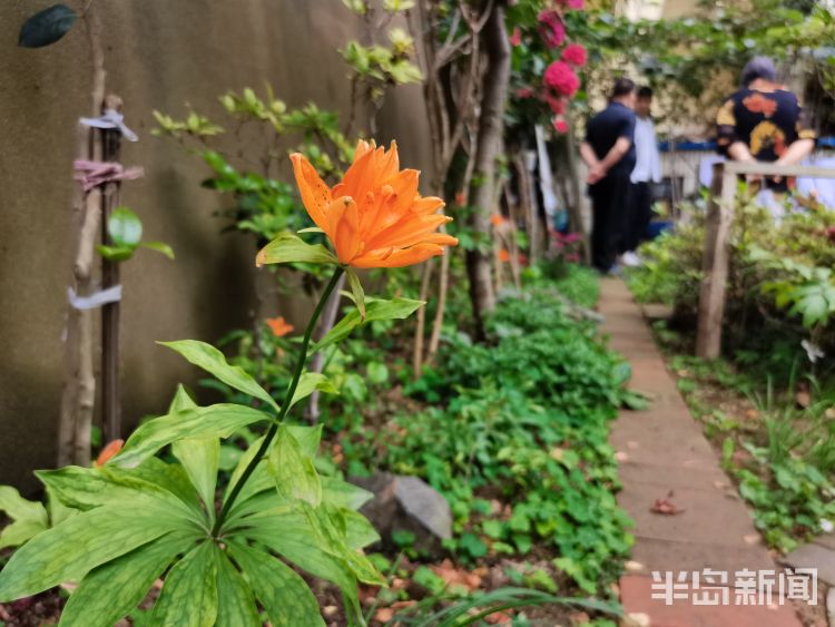 崂山市南区镇江南路盐城路社区：一处小花园内崂山百合幽幽绽放