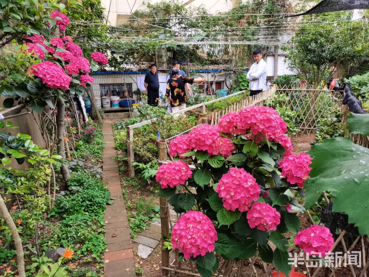 崂山市南区镇江南路盐城路社区：一处小花园内崂山百合幽幽绽放