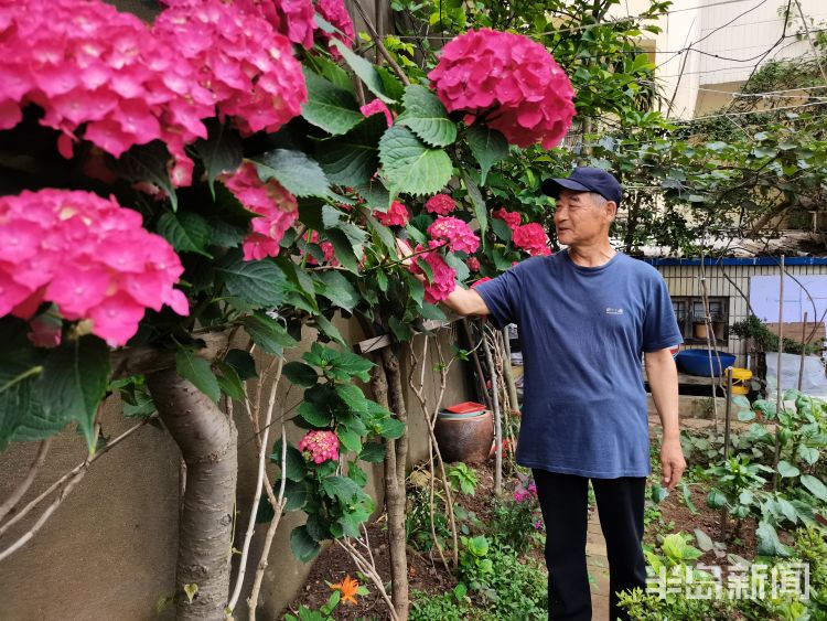 崂山市南区镇江南路盐城路社区：一处小花园内崂山百合幽幽绽放