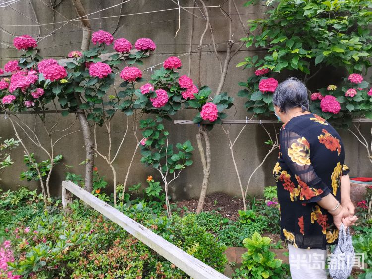 崂山市南区镇江南路盐城路社区：一处小花园内崂山百合幽幽绽放