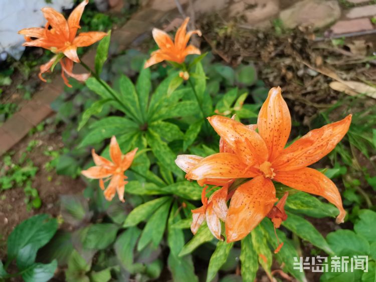 崂山市南区镇江南路盐城路社区：一处小花园内崂山百合幽幽绽放