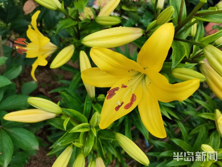 崂山市南区镇江南路盐城路社区：一处小花园内崂山百合幽幽绽放