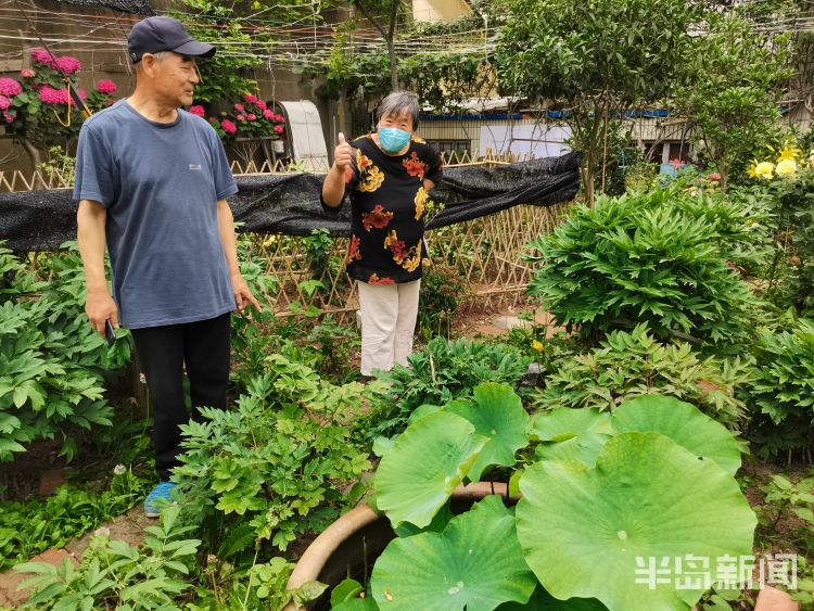 崂山市南区镇江南路盐城路社区：一处小花园内崂山百合幽幽绽放