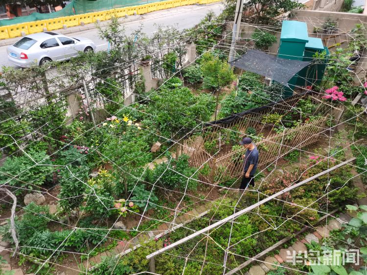 崂山市南区镇江南路盐城路社区：一处小花园内崂山百合幽幽绽放