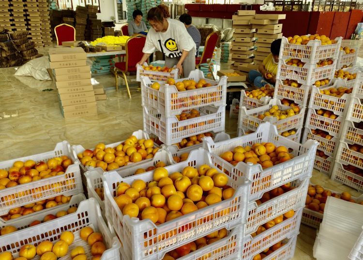 卖不掉社区书记朋友圈里刷出卖杏“捷径” 城阳蜜杏触“电”全国“圈粉”