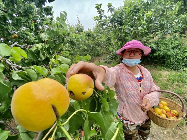 卖不掉社区书记朋友圈里刷出卖杏“捷径” 城阳蜜杏触“电”全国“圈粉”