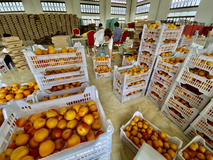 卖不掉社区书记朋友圈里刷出卖杏“捷径” 城阳蜜杏触“电”全国“圈粉”