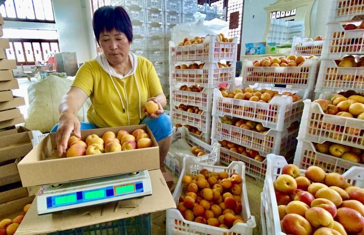 卖不掉社区书记朋友圈里刷出卖杏“捷径” 城阳蜜杏触“电”全国“圈粉”