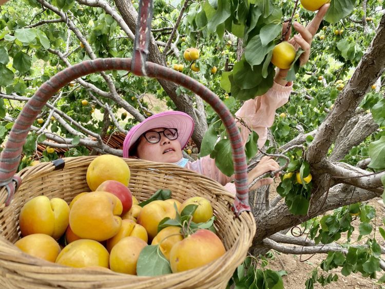 卖不掉社区书记朋友圈里刷出卖杏“捷径” 城阳蜜杏触“电”全国“圈粉”