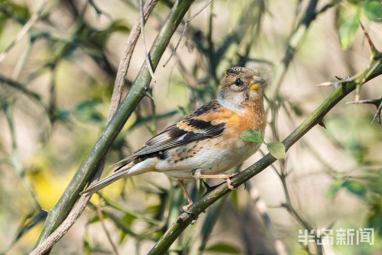 鸿鹄之志青岛候鸟传?｜你不是燕雀 安知鸿鹄之志？