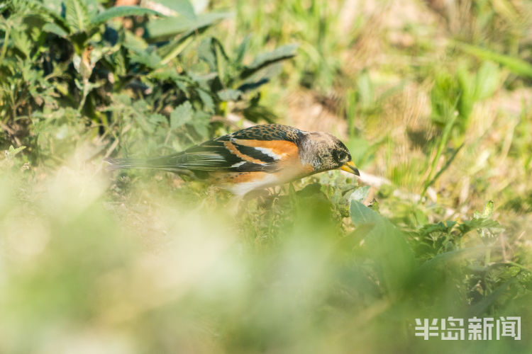 鸿鹄之志青岛候鸟传?｜你不是燕雀 安知鸿鹄之志？