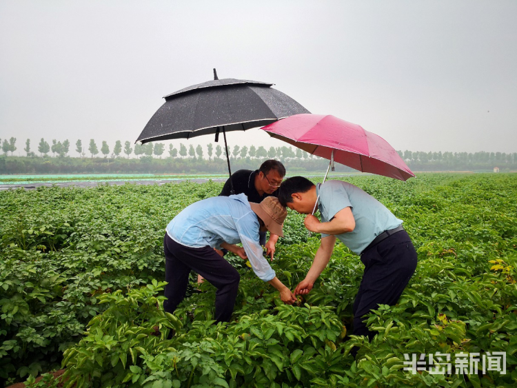 害虫警惕！近日青岛雨水频繁 农田里发现了这些害虫