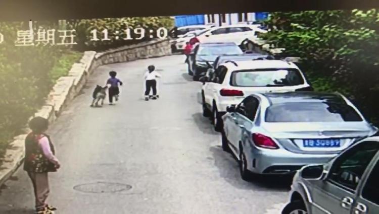 头版萌狗也疯狂！天热狗也暴躁 别忘拴好文明之绳