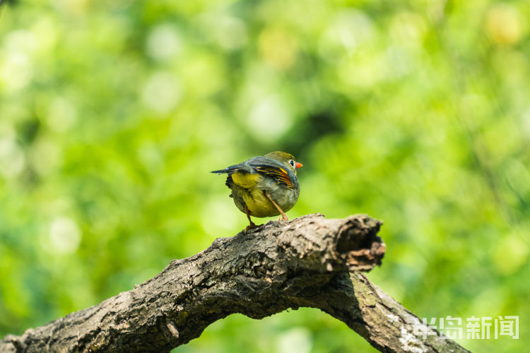连理枝青岛候鸟传?丨在地愿为连理枝 在天愿作比翼鸟