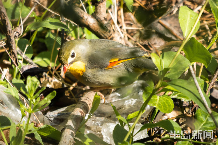 连理枝青岛候鸟传?丨在地愿为连理枝 在天愿作比翼鸟