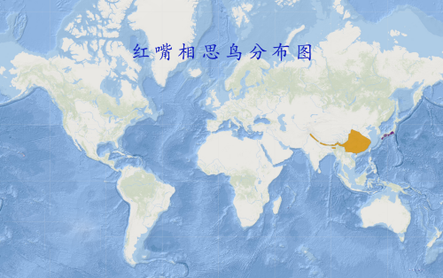 连理枝青岛候鸟传?丨在地愿为连理枝 在天愿作比翼鸟