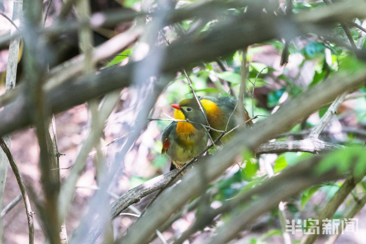 连理枝青岛候鸟传?丨在地愿为连理枝 在天愿作比翼鸟