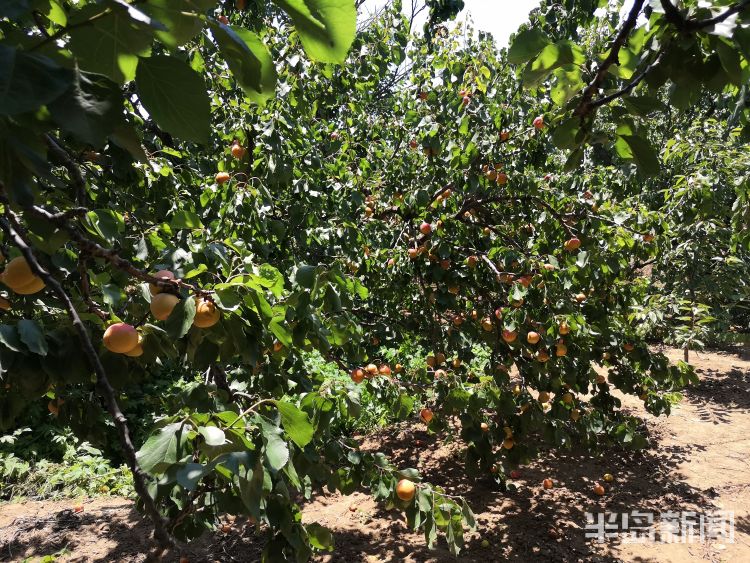 19九旬老人种了19棵杏树无人摘 熟透的果子掉在地上令人心疼