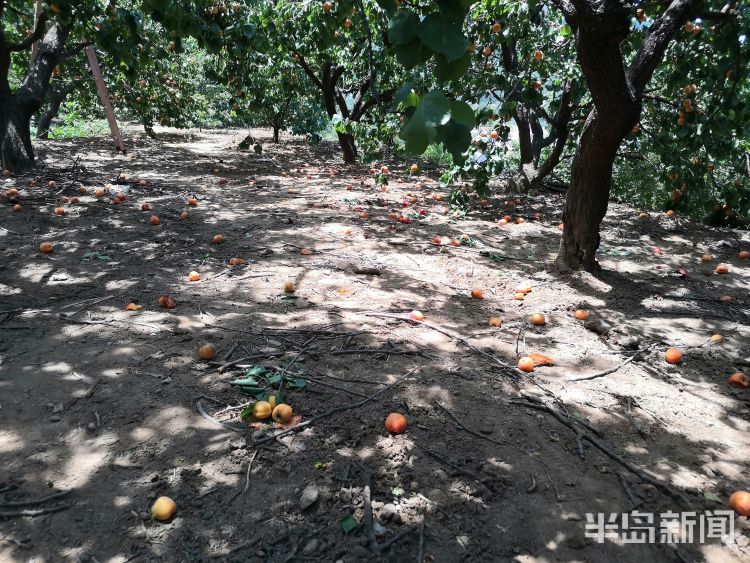 19九旬老人种了19棵杏树无人摘 熟透的果子掉在地上令人心疼