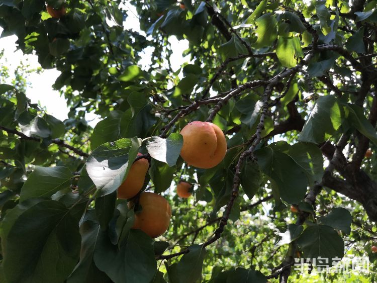 19九旬老人种了19棵杏树无人摘 熟透的果子掉在地上令人心疼