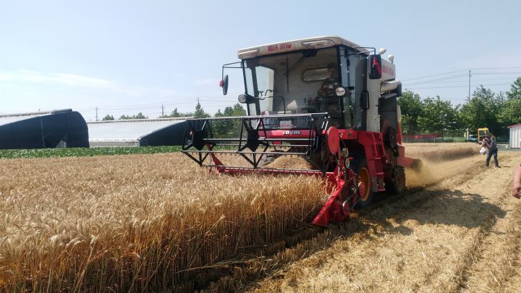 800夏收稳了！青岛连续3年小麦最高单产突破800公斤