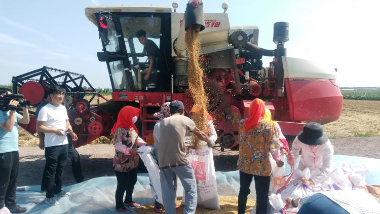 800夏收稳了！青岛连续3年小麦最高单产突破800公斤