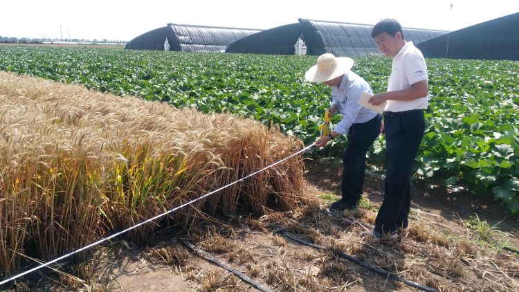 800夏收稳了！青岛连续3年小麦最高单产突破800公斤