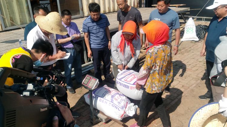 800夏收稳了！青岛连续3年小麦最高单产突破800公斤