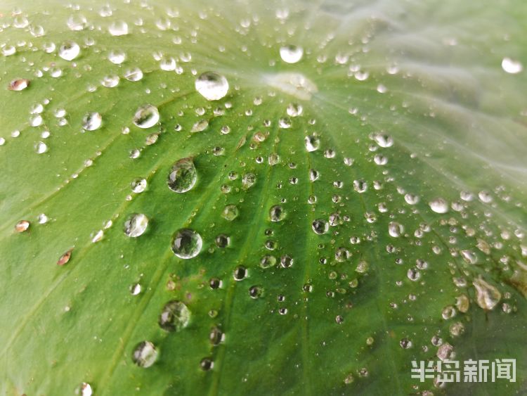 断线雨中青岛再添美丽风景 看断线的“珍珠”